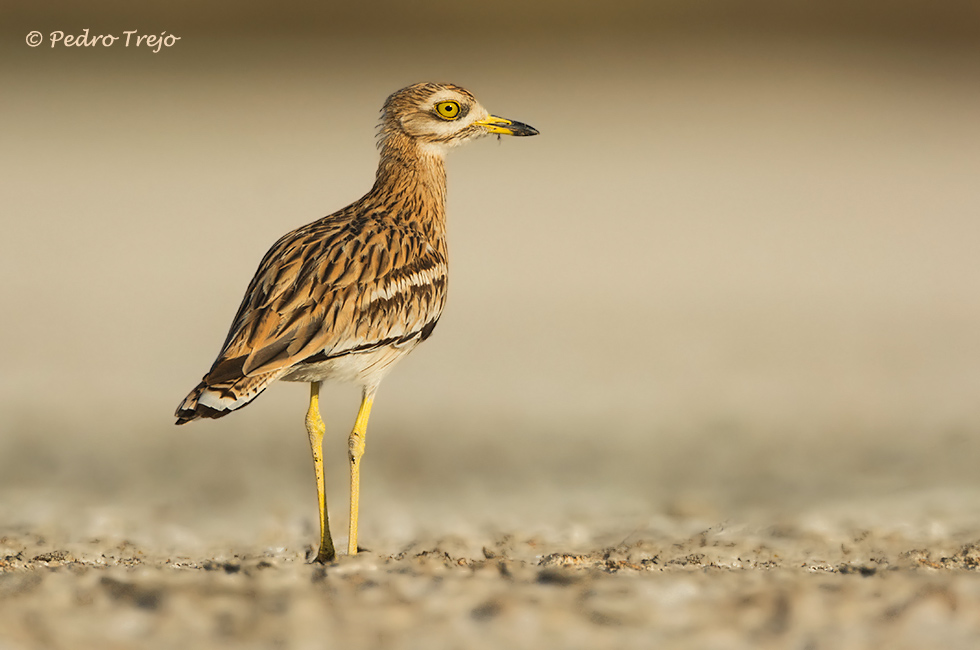 Alcaravan (Burhinus oedicnemus)